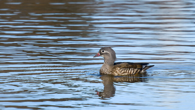 '25/01/08「ちかくの公園ー水鳥ー」ーオシドリ（♀）・スズガモ・キンクロハジロ・カイツブリー: ピンボケ鳥撮