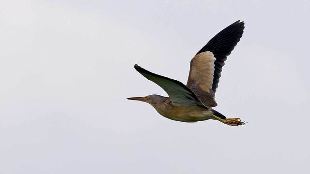 ’24/05/26「印旛沼探鳥」ーヨシゴイ・オオヨシキリ・セイタカシギー: ピンボケ鳥撮